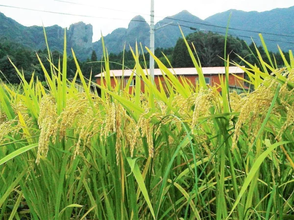 佐賀県武雄市｜鶴ノ原北川農園｜北川信行さんの生産者プロフィール