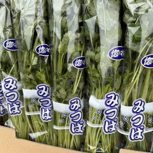 水耕栽培　糸みつば　10束入りを2ケース 年間栽培　JGAP認証