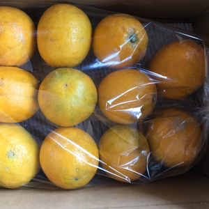 レモネーディア露纏