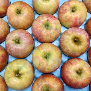 【在庫限り】中玉シナノリップ5kg(訳あり)