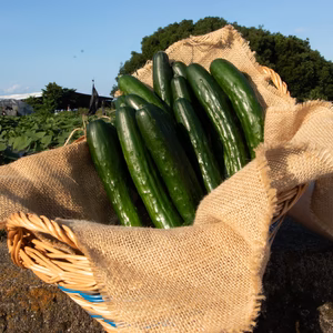 "おいしい水分補給"で熱中症対策 『湧水きゅうり』｜2kg