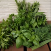 【自由に選べる！】摘みたてフレッシュハーブ詰め合わせ