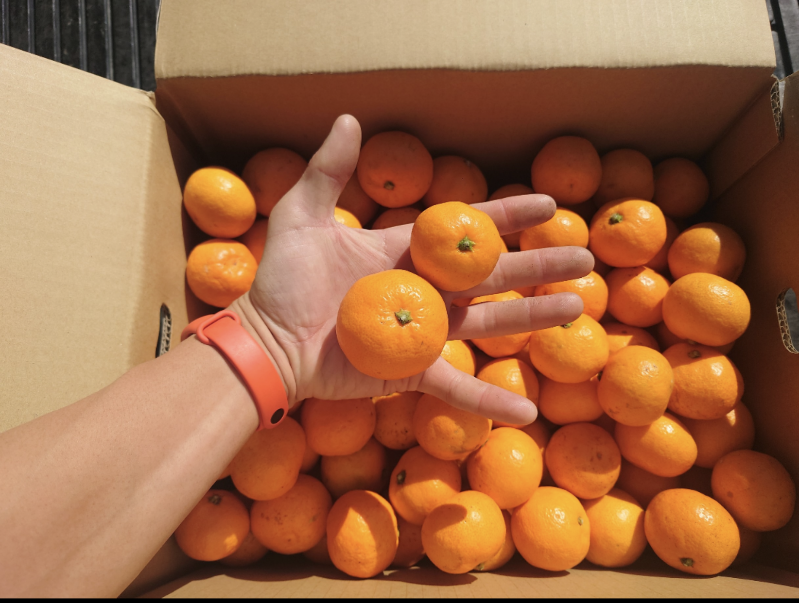 [超濃厚]大人気のまーくん家のうまーーーいちっちゃなみかん٩(ˊᗜˋ*)و [超小粒]箱込み2キロ