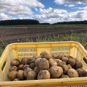 【北海道産】新じゃがいも ホックホクの男爵 10kg 