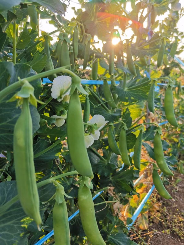 五島列島育ちの元気な『スナップエンドウ』！ １kg