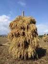 [毎月]農薬肥料不使用・天日乾燥のお米「かをりひとめ」玄米 5kg