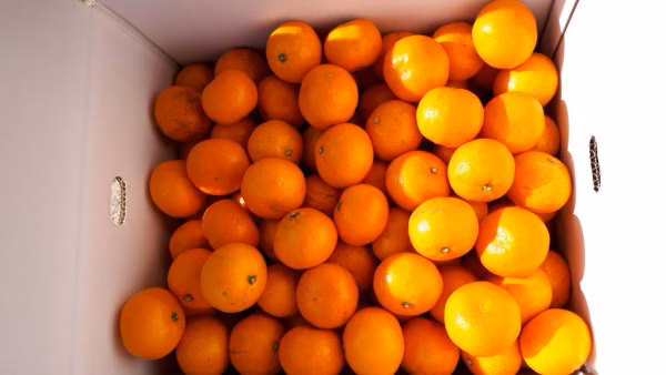 ゆらみかん9.5キロ（中生12月中旬）　MからLサイズ混合