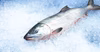 ［限定5本！] 秋鮭　オス　約3kg 北海道寿都産