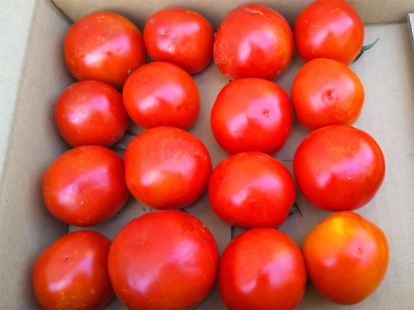 【猛暑応援】リコピン３倍！真っ赤な本格加熱調理向きトマト(2㎏)