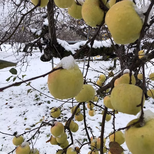 超超遅もぎ青林訳あり　5キロ25-30入り　幻のりんご❗️数量僅か❗️