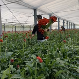 西浦健太 | ガーベラファーム西浦