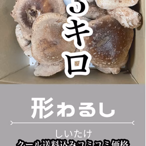 クール発送【農園直送】　形は悪いけど大きな椎茸3キロ送料込み