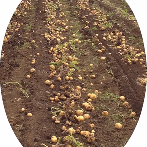 別名クリジャガイモ!新じゃが卵粒サイズ