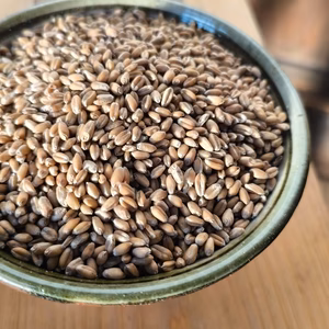 自然栽培小麦　薄力粉　シロガネ（12月製粉）