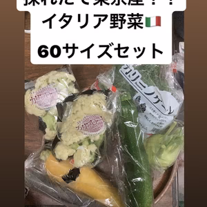 イタリア野菜セット60サイズセット