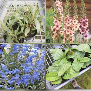 秋植えイングリッシュガーデンセット⭐希少品種宿根草