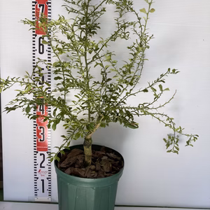 フィンガーライム接木苗　イエローサンシャイン