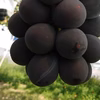 【ぶどう】種なし巨峰 #８プチ
