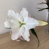 ✨ご贈答・供花✨人気の純白✨豪華で大輪のオリエンタルユリ✨