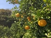 【農薬不使用】サン・フルーツ (3L,M)（おかしら付き）※甘夏と似てる柑橘