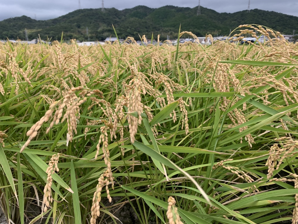 令和5年度産新米❗️橙心 ❣️淡路島からの新米キヌヒカリ〜玄米 キヌヒカリ玄米20kg