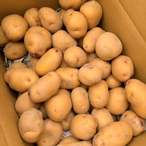 【送料無料‼️】農薬化学肥料不使用❗️　新じゃがインカのめざめ