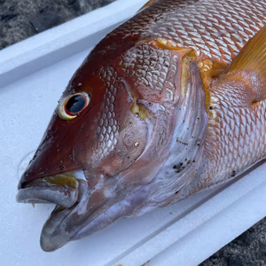 （魚突き）傷ありシブダイ（フエダイ）2.1kg 内臓、鱗処理済み