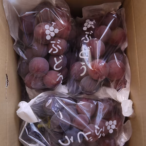 1箱限定　農薬不使用ﾋﾟｵｰﾈ家庭用　1.5ｋｇ