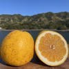 【ギフト】冷凍甘夏みかん・河内晩柑ジュース 栽培期間中に農薬・化学肥料不使用
