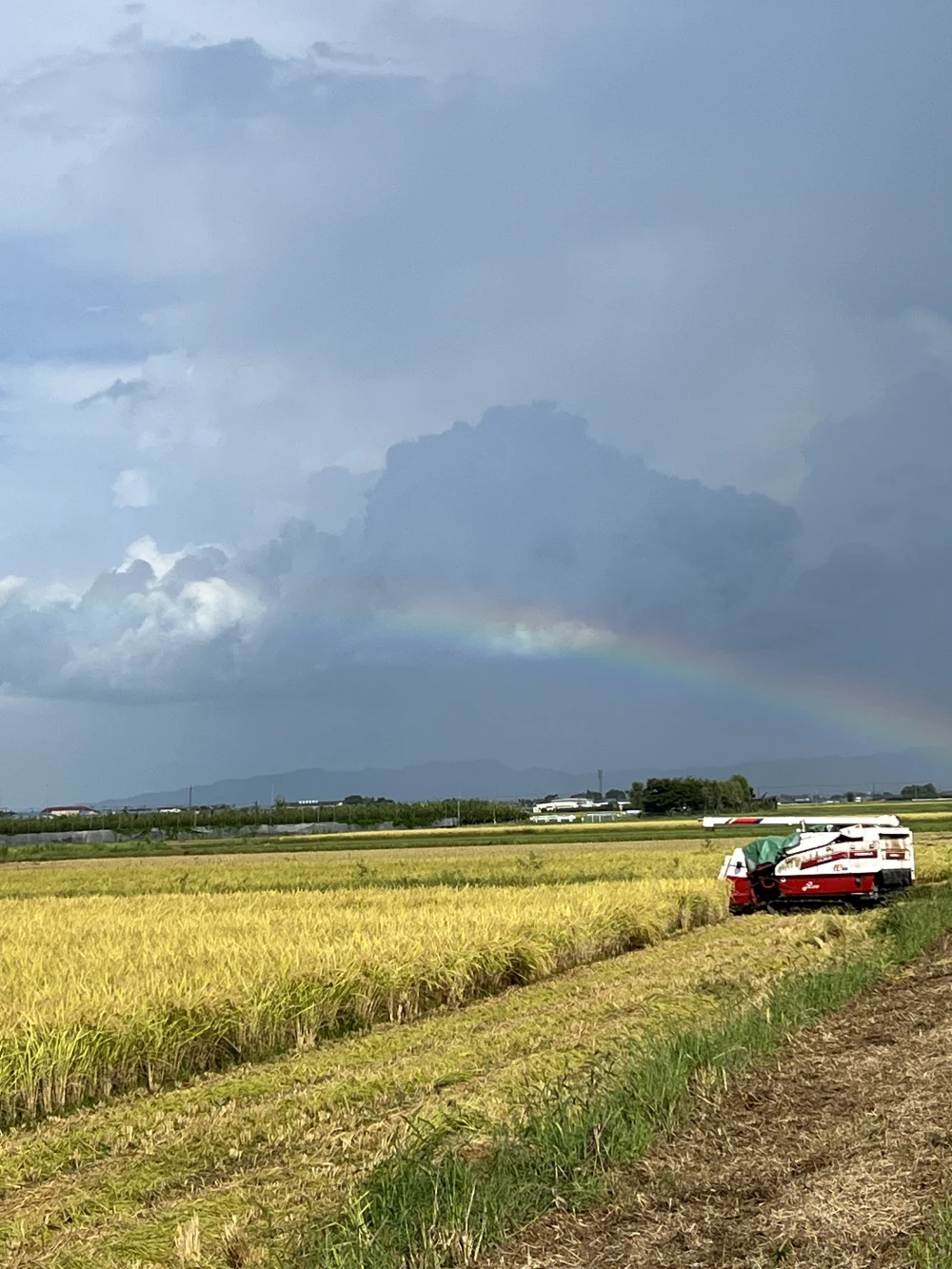 令和5年新潟産 植酸栽培米コシヒカリ (*´∇｀*)美味しいよ｜米・穀類の