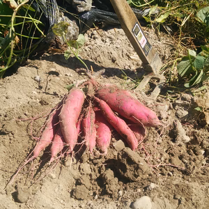 菜園家族の医農野菜シリーズ♪【さつまいも】ふくむらさき