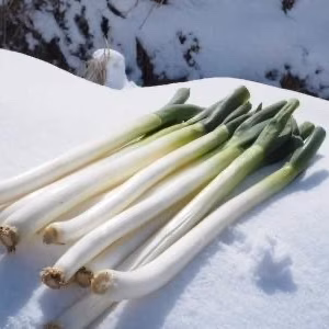 【訳アリ】見た目は規格外だけど味は規格品のネギ