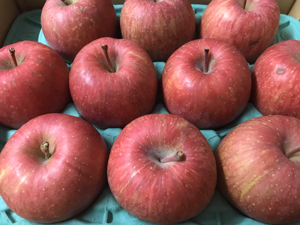 【人気商品】青森県産りんご「サンふじ」家庭用 きずあり 約3kg 