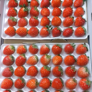 ３５玉✕２トレー　夏秋いちご 　赤い妖精