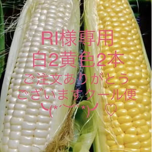 とうもろこし白2黄色2クール便