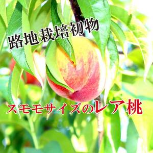 【北海道沖縄】秀品12度以上保証【初桃】スモモサイズのミニミニ桃