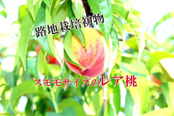 【6月上中旬発送】秀品12度以上保証【初桃】スモモサイズのミニミニ桃！