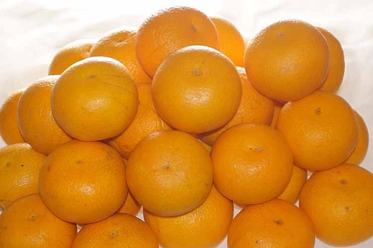 【水分たっぷり】八朔ML混在糖度12度５kg（冷蔵便)和歌山産
