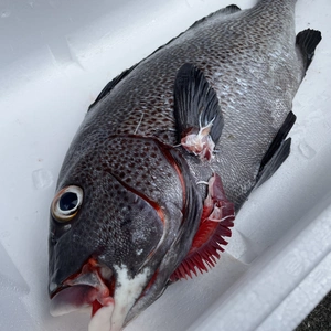 【魚突き】アジアコショウダイ2.3kg 鱗、下処理済み