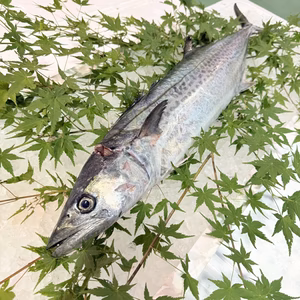 鰆(サワラ)