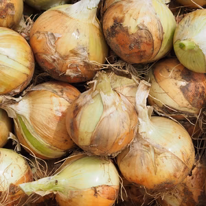 【農薬化学肥料不使用】玉ねぎ（１０ｋｇ）