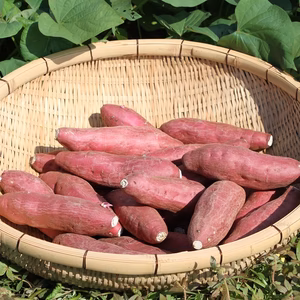 新いも 鹿児島県産さつま芋(紅さつま)5Kg ホクホク系 Mサイズ