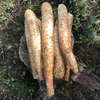 青森県産 自然農法で育った長芋 3キロ
