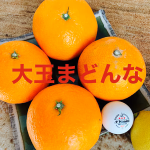 初‼️大玉まどんな 9-11個+レモンおまけ❣️ボリュームたっぷりジュシー❣️