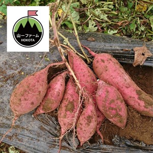 ねっとり甘 い安納芋 M Lサイズ 農家漁師から産地直送の通販 ポケットマルシェ
