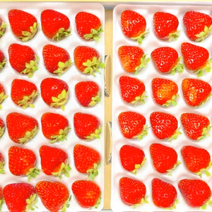 【24玉/着指定可能】青森県下北産　夏秋いちご「すずあかね/赤い妖精」【業務用】