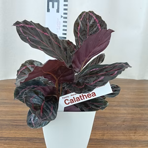 カラテア　ドッティ