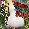 【500箱売れた】食べなきゃ損！高級品種「白玉王」青森生にんにく大玉300ｇ