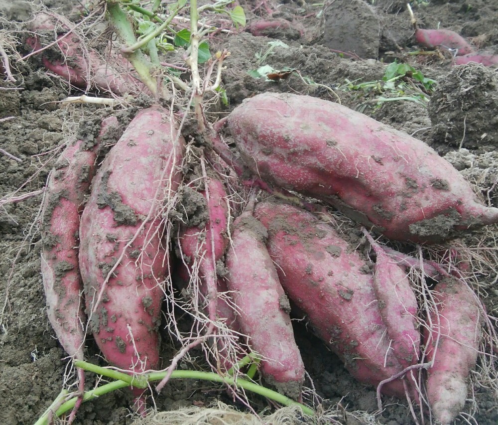 無農薬 南国高知のさつまいも 3種類 農家漁師から産地直送の通販 ポケットマルシェ