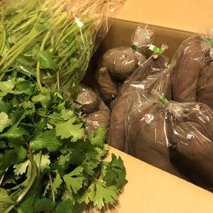 はるかと里子にたっぷりパクチー